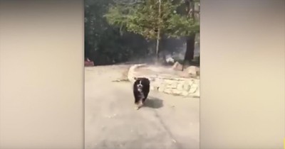Dog Is Reunited With Owner After House Fire