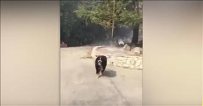 Dog Is Reunited With Owner After House Fire 