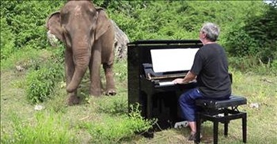 Musician Drags Piano Up Mountain To Play For Elephant 