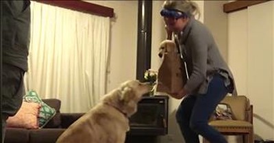 Golden Retriever Surprised With A New Puppy 