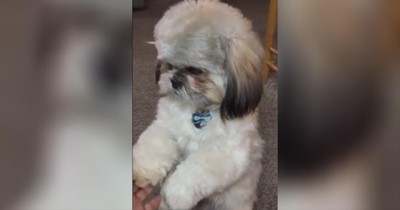 Fluffy Shih Tzu Prays Before Meal