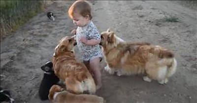 Baby Boy Plays With Corgi Puppies Cute Videos