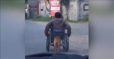 Dog Helps Push Owner In A Wheelchair 