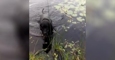 Dog Rescues Baby Bird About To Drown