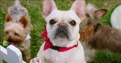 'Dog Days' Movie | Official Trailer 