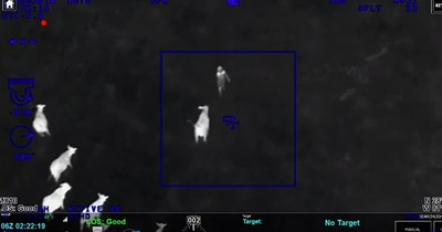 Herd Of Cows Help Police Catch Fleeing Suspect