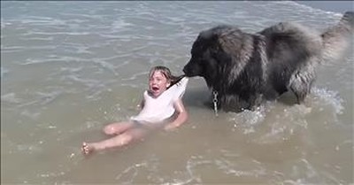 Dog Pulls Little Girl From Rough Waves 