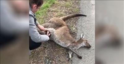 Woman Rescues Baby Kangaroo From Dead Mother's Pouch 