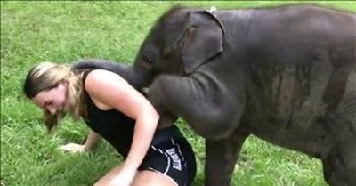 Determined Baby Elephant Wants To Cuddle 