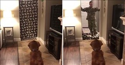 Soldier Reunites With Dog After 9 Months Apart 