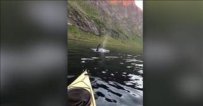 Pod Of Orcas Surround Kayaker 