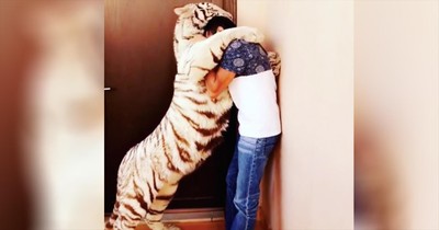 Tiger Gives Caretaker A Huge Hug After Reuniting