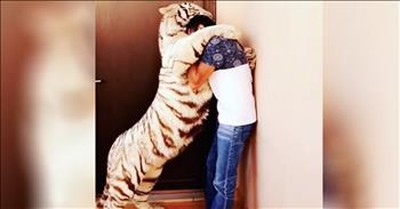 Tiger Gives Caretaker A Huge Hug After Reuniting 