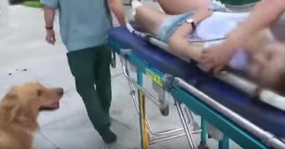 Loyal Dog Refuses To Leave Hurt Owner's Side - Inspirational Videos Loyal Dog Refuses To Leave Hurt Owner's Side - Inspirational Videos