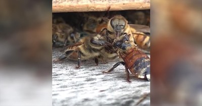Bees Work Together To Help Hurt Friend