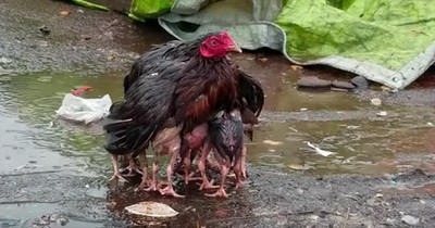 Mother Hen Shields Babies From The Rain