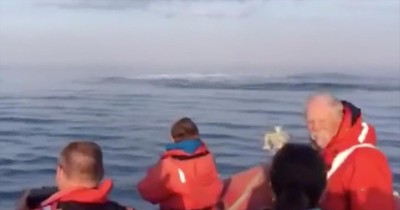 Triple Whale Sighting Stuns Cruise Passengers
