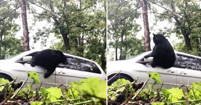 Black Bear Trapped In Minivan Makes Glass-Shattering Escape