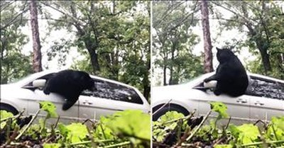 Black Bear Trapped In Minivan Makes Glass-Shattering Escape 