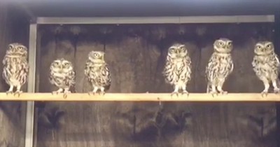 'Dancing' Baby Owls Groove Along To Music