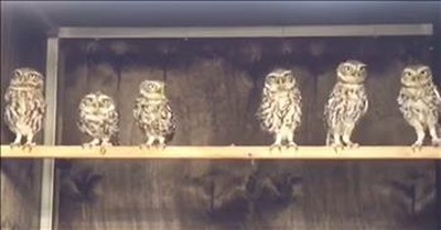 'Dancing' Baby Owls Groove Along To Music 