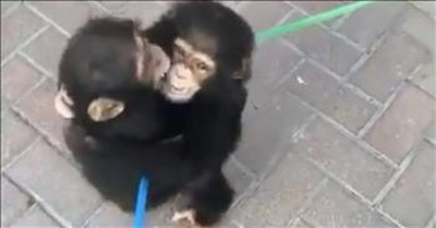Baby Chimps After A Week Apart 