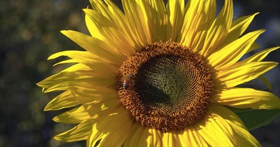 Woman Captures A Sunflower's Sound And It's Mesmerizing
