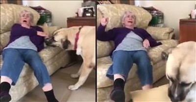 Determined Dog Isn't Going To Share His Pillow With Grandma 