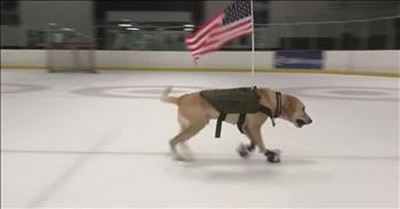 Ice Skating Dog Is A True Sensation On The Ice 