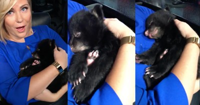 Adorable Video Shows Bear Cubs Purring in Den, Snuggled next to Mom