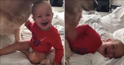 Loving Golden Retriever Has Tickle Fight With Giggling Toddler 