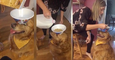 Dog Balances Cereal Bowl on Head