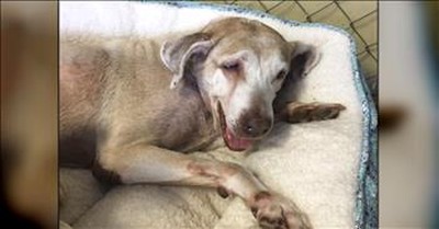 7 Years Tick By As Unwanted Shelter Dog Waits Desperately For A Forever Home 