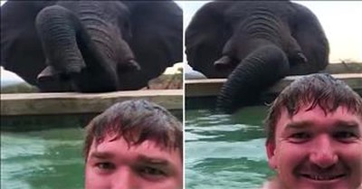 Incredible Moment Elephant Visits Man In Swimming Pool 
