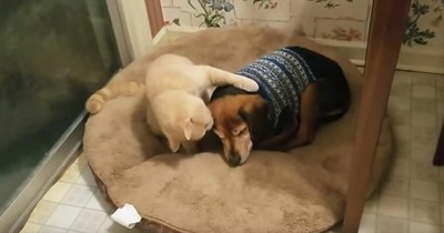 Caring Cat Helps Comfort Sick Dog