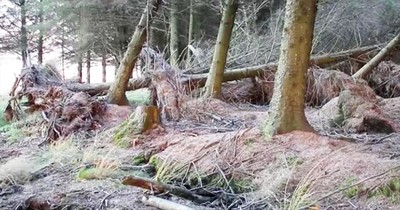Heavy Winds Move Tree Roots And Create Optical Illusion