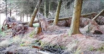 Heavy Winds Move Tree Roots And Create Optical Illusion 