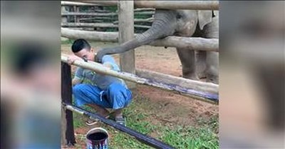 Elephant Just Wants To Play With His Human Friend 