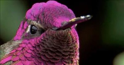 Amazing Moment A Hummingbird Appears To Change Colors 