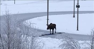 Good Samaritans Help Moose Safely Cross Slippery Ice 
