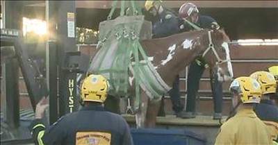 Horse Trapped In Dumpster Gets Amazing Rescue 