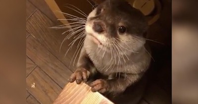 Adorable Otter Makes Sounds While It Eats