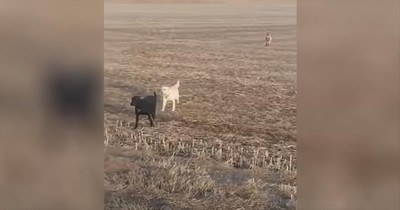 Missing Dog Turns Up With Goat And Another Dog