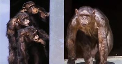 Chimps Used In Lab Testing Feel Grass For The First Time 