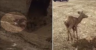 Strangers Help Rescue Baby Deer Trapped In Mud 