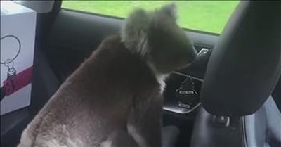 Koala Jumps Into Car When Man Leaves The Door Open 