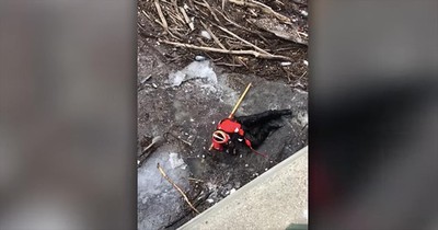Rescuers Save Puppy Stuck In Frozen River