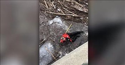 Rescuers Save Puppy Stuck In Frozen River 