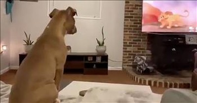 Emotional Dog Reacts To Mufasa's Death In The Lion King 