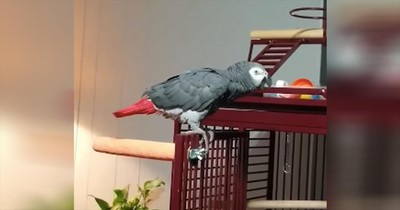 Funny Parrot Stops Alexa Every Time Frank Sinatra Plays